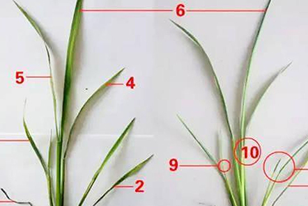 水稻7個(gè)葉是什么意思？