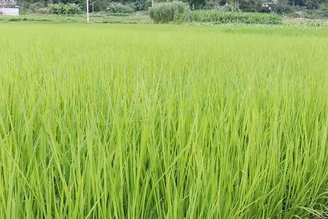 水稻苗徒長(cháng)跟種子有關(guān)嗎？水稻苗徒長(cháng)原因有3種，應對癥采取措施